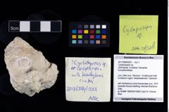 Foto (Objekt + Etikett) von Cycloprosopon sp.  (NHMW-GEO-2017-0089-0001)